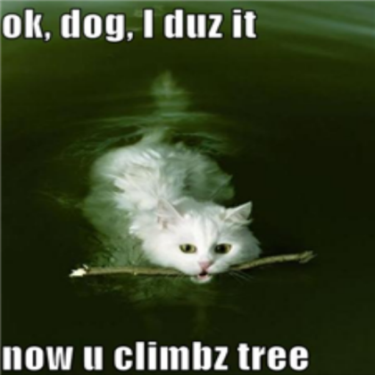 Cat Swiming! Roblox decal