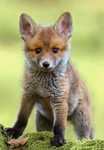 Fox Gang new