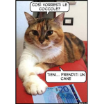 meme su I gatti