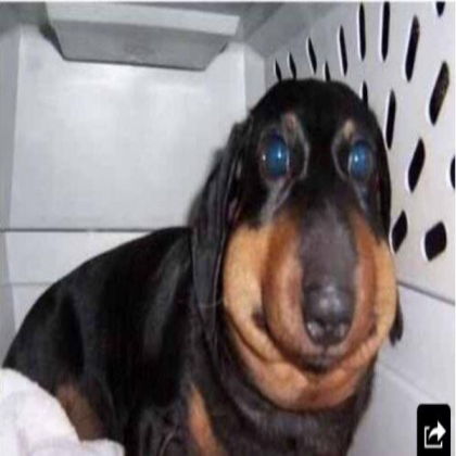 dog Roblox decal