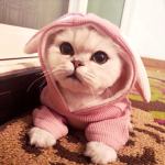 「 aesthetic cats 」
