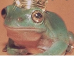 *~Aesthetic Froggies ~*