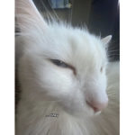 Meoww?