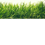 the support group for Roblox grass