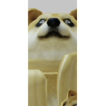 DOG DOGE DOGE