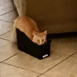 silly cat Roblox decal preview