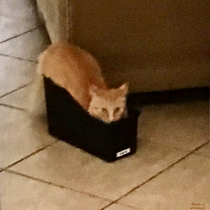 silly cat Roblox decal