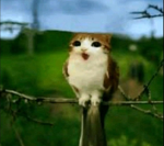 Hunger games cult