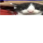 Gatitos.123