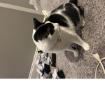 Oreo cookie cats