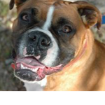 Boxer Dogs United