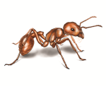 Ant farmer Studios (ALS)