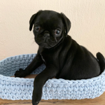 Muffin is my cute pug