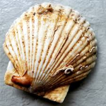 Scallop Studio