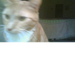 cats cats cats i like cats i feed cats i pet cats