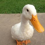 Duck War Official Group