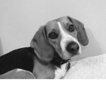 Beagle Butts