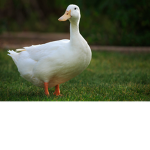 Duck gang are ducks