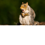 Squirrel Clan.