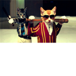 hi hi cat