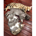 DaRealKitty