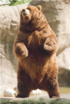 WOOF WOOF BEARS