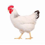 Deh Plad Chicken Plays SHL II