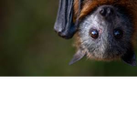 Bat Face Trend <3