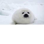 the savage seals