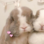 Fluffies~