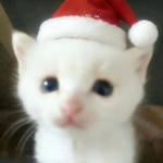 (-cute-).