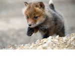 Fox Cafe.