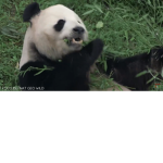 Sophie’s panda gymnastics group