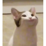 PopCat Tribe