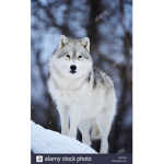 Gruppo-Wolf of my heart <3