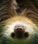 The sloth guys