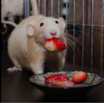 vals little rats