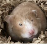 Pumpkin The Hamster
