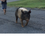for my dear piggies!