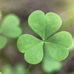 Clover Sprouts Dance