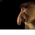Monke men and woman
