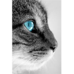 Warrior cats >:D