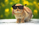 Bunny Group Fam!!!