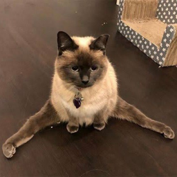 mga stoopid cats na tumatae sa labas nglitter box