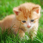 Best Cats Group
