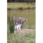 FREE PET CATSSSSSSSSSSSSSSSSSSSSSSSSSSSSSSSSSSSSSS