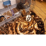 Bonnie And Clyde my adorable Bunnys