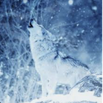 The white wolfs pack