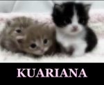 kuariana
