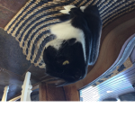 Da mooo